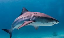 Глобалното затопляне застрашава тигровите акули