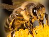 Тровят пчелите в 16 области заради напояване с химикали