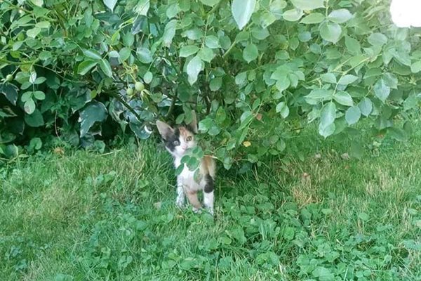 Котето Миши си играе щастливо в двора на къщата на Славчо Атанасов в Скутаре.