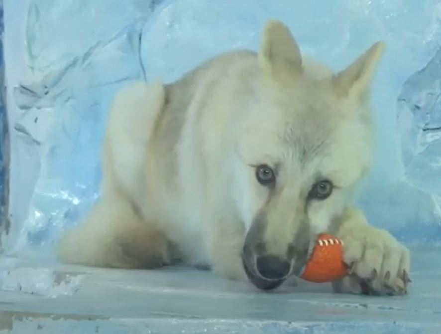 Вижте как изглежда клонирано полярно вълче, износено от сурогатна майка бигъл (Видео)