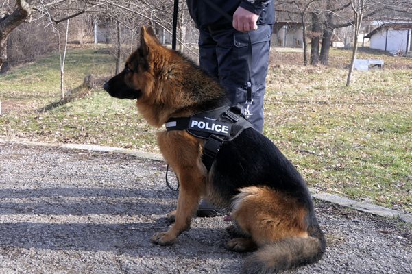 Полицейско куче откри изчезнала жена във Видинско