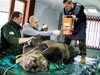 Три мечки на скенер за костни болести