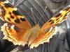 Новооткрит вид пеперуда в Аляска произвежда антифриз, за да оцелее