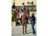 17-годишен триумфира в конния спорт
в Божурище