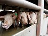 Учени от Пловдив откриха храна за свине - месото по-вкусно и здравословно