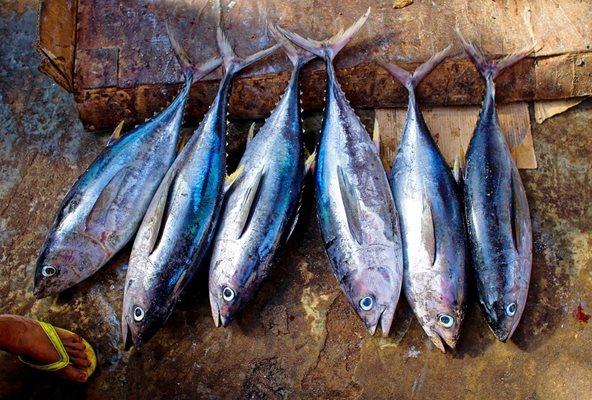 Дават по 5 кг риба помощ за семействата на мобилизираните в Сахалин