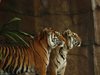 Популацията на тигрите в Непал почти се е 
удвоила