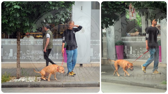 (Папарашки снимки) Актьорско куче ака на улицата