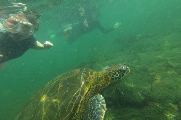 Да плуваш близо до такива костенурки, е истинска наслада.