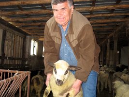 Димитър Вършилов отглежда овце и агнета над 40 години.
Снимка: БНТ