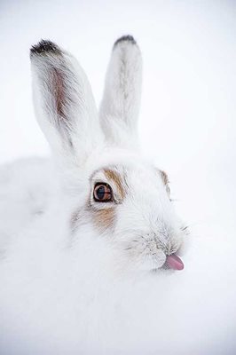 2015 NBP HIGHLY HONORED ANIMAL ANTICS  MOUNTAIN HARE  By Erlend Haarberg