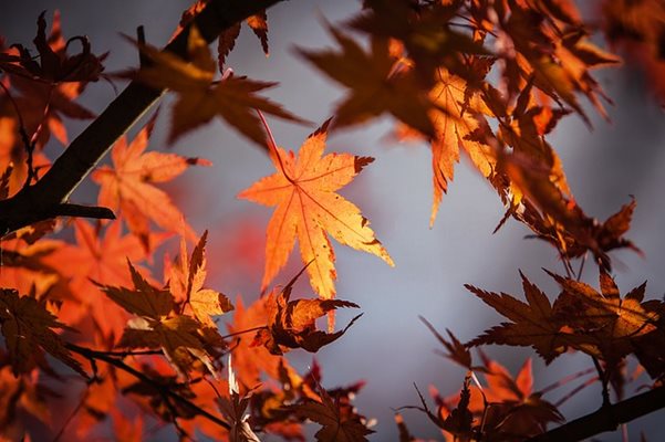 Астрономическата есен у нас започва днес в 23.02 часа българско време. СНИМКА: Pixabay