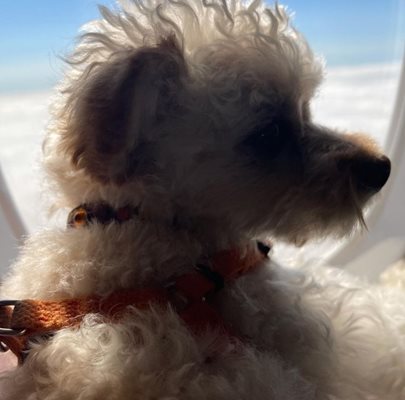 И кученцето на Кейти Пери е на остров Капри

