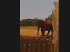 Дете загина в зоопарка в Рабат, след като слон хвърли камък по него (Видео)