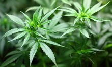Осъдиха задочно на пробация производител на марихуана в Холандия