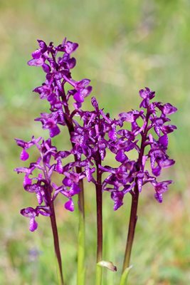 Обикновеният салеп е най-разпространеният вид орхидея в Родопите. 