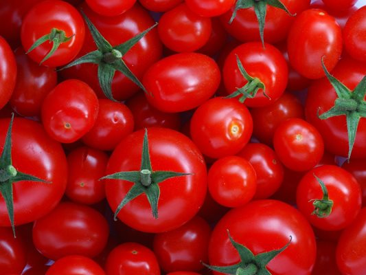 Българските сортове домати значително превъзхождат чуждестранните по вкусови качества и не им отстъпват по добив.