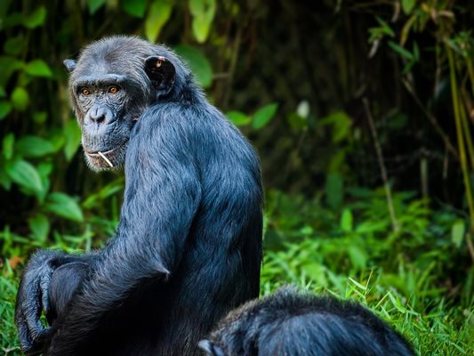 Шимпанзета получиха коледните си подаръци в зоопарка във Великобритания (Видео)