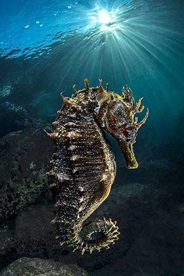 2015 NBP WINNER OCEANS  MANED SEAHORSE   By Domenico Roscigno