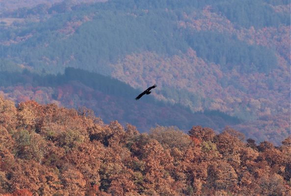 Черният лешояд – най-голямата и тежка граблива птица в Европа се завърна в Източните Родопите.
Снимка: Фейсбук страница Българско дружество за защита на птиците BirdLife Bulgaria