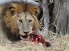 Лъвове, тигри и ягуар избягаха от зоопарк в Германия