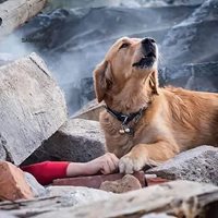 Сърцераздирателна снимка на куче до затрупания му от земетресение стопанин потресе мрежата, оказа се рекламна