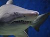 Акули край бреговете на Бразилия с положителна проба за кокаин
