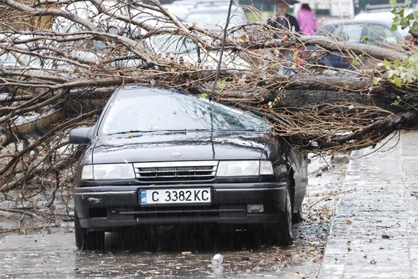 Дърво падна до училище и детска градинa в София и премаза кола