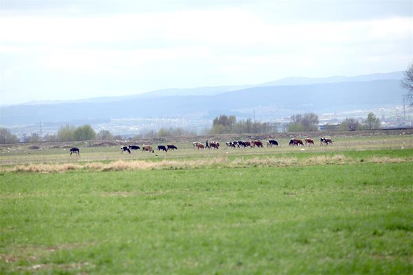 Земята между Мусачево и Равно поле наистина е като тепсия. На ливадите сега пасат крави, а на това място може да е казиното. 