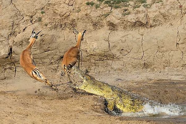 2013 NBP AFRICA WINNER REPTILES  NILE CROCODILE & IMPALA  By Peter Farmer