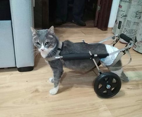 Макар и с увреждания, котета се чувстват пълноценни