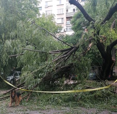 Прекършеното дърво на бул. "Дунав" 75. Снимка: Фейсбук