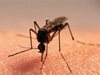 Първи случай на заразен от вируса на западнонилската треска в Гърция
