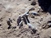 Миротворческата мисия на ООН откри масови гробове в Мали