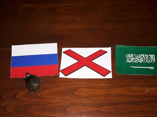 Костенурката посочи Русия