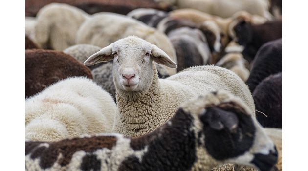 Овце СНИМКА: Pixabay