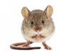 Учени възстановиха спомени в мозъците на мишки с Алцхаймер чрез светлина