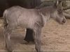 За първи път: Пони се роди във варненския зоопарк
