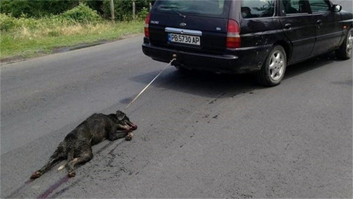 Светът зове в интернет: Наложете най-тежкото наказание на българина, мъчил кучето си!