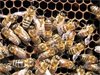 Разрешени пестициди в ЕС убиват пчелите