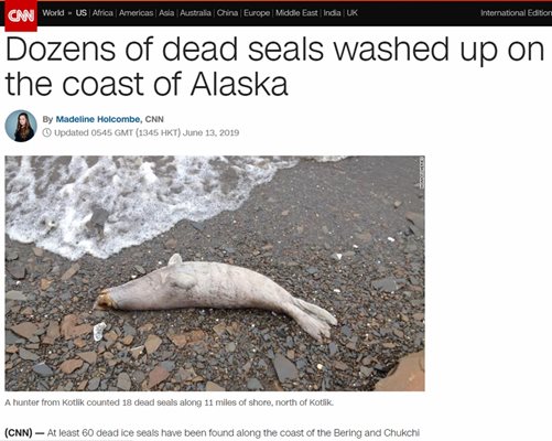 Десетки тюлени са открити мъртви по западното крайбрежие на Аляска от началото на май. Факсимиле: CNN