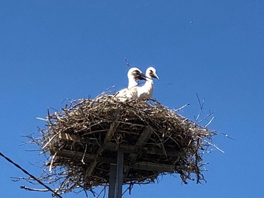 Прелетните птици харесват новия си дом