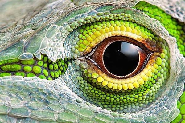 2014 NBP WINNER SMALL WORLD  EYE OF A NEOTROPICAL GREEN ANOLE   By Cristobal Serrano