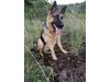 Кучето Нерон - 7-ата жертва на касапницата в Нови Искър
