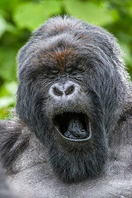 2015 NBP HIGHLY HONORED ANIMAL ANTICS  MOUNTAIN GORILLA  By Andy Rouse