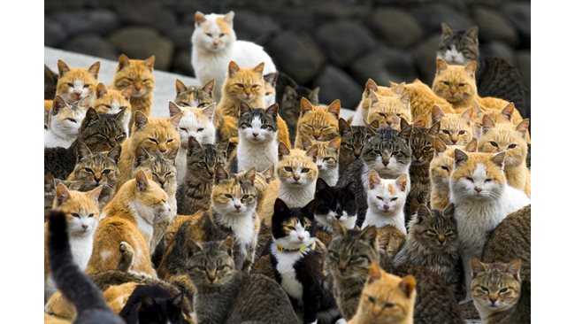 Why do cats live alone and not in a herd?