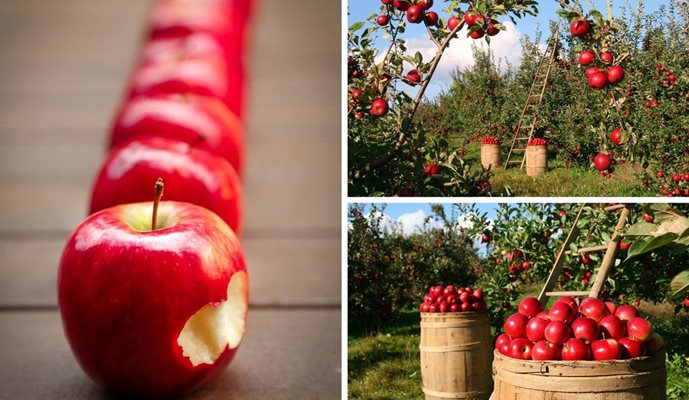 4 причини да ядем ябълки всеки ден!