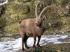 Единствените алпийски козирози у нас живеят в резервата Кормисош