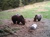 Гладни мечки тормозят села в Родопите - Буйново стана детска градина за мечета