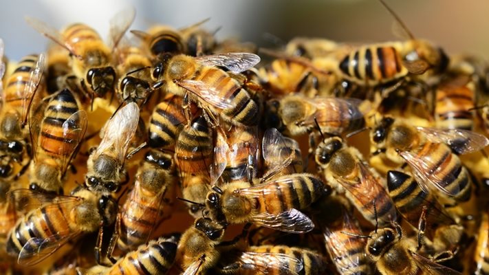 Пчелите освен важни за човечеството могат и да отнемат животи


